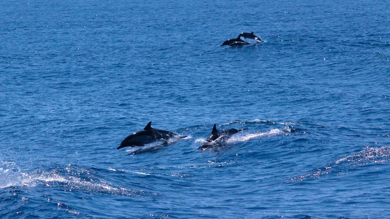 A pod of Pacific Dolphins seen whale watching