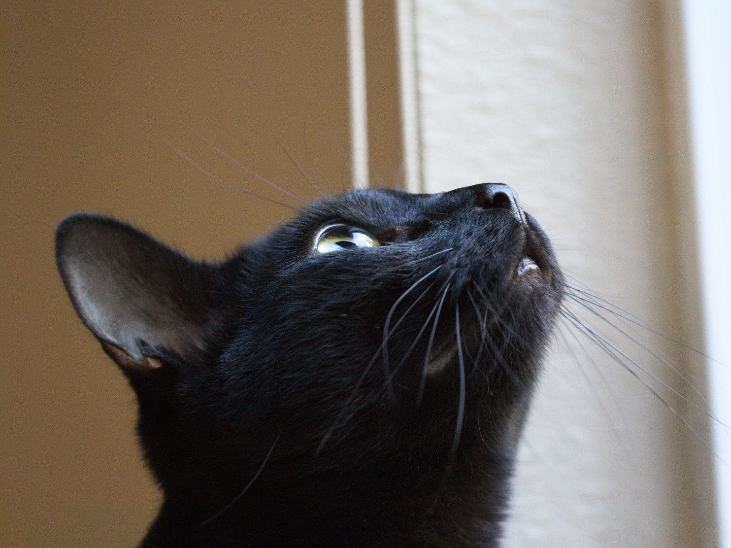 Orion