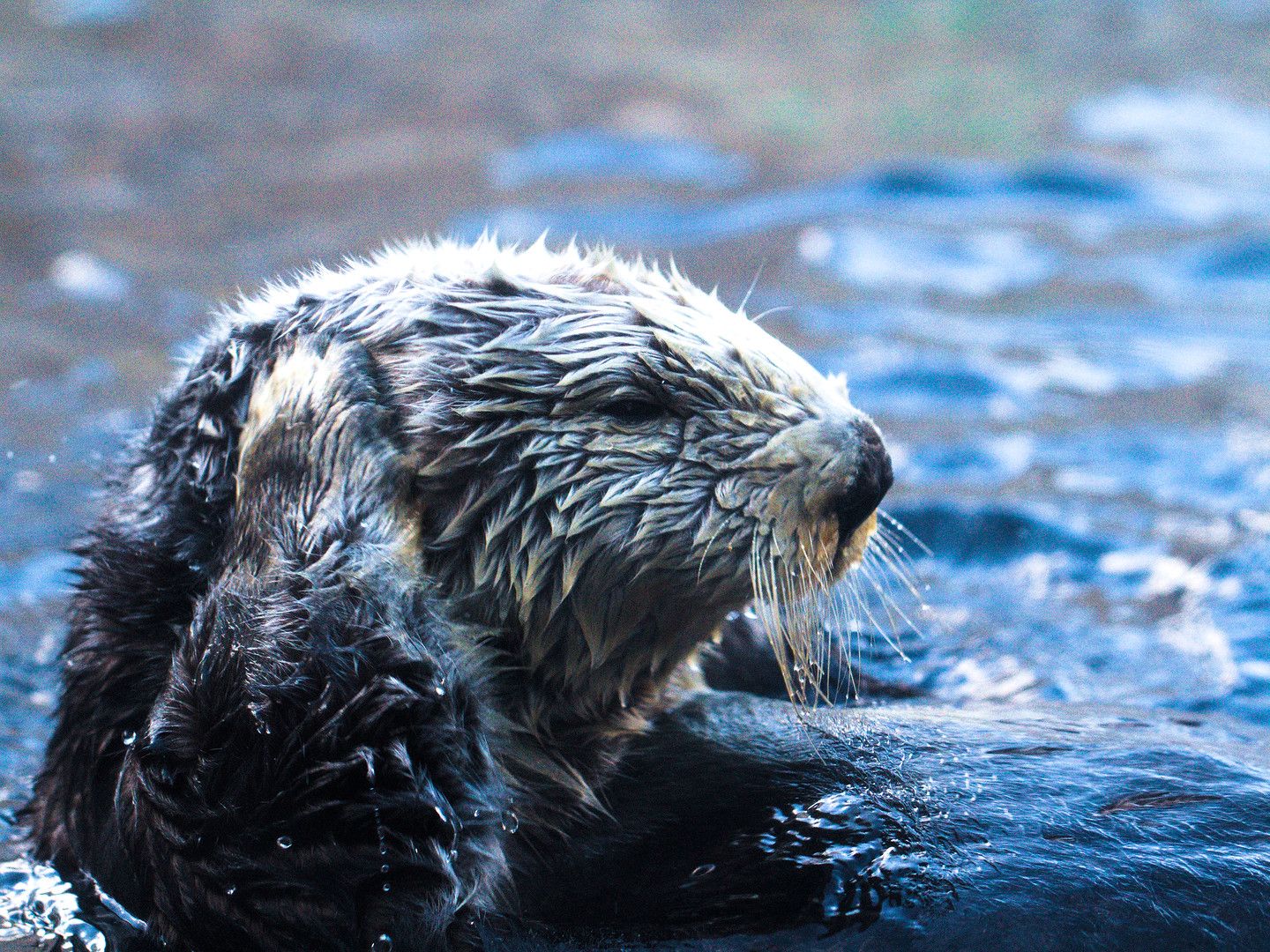 Monterey Bay Aquarium