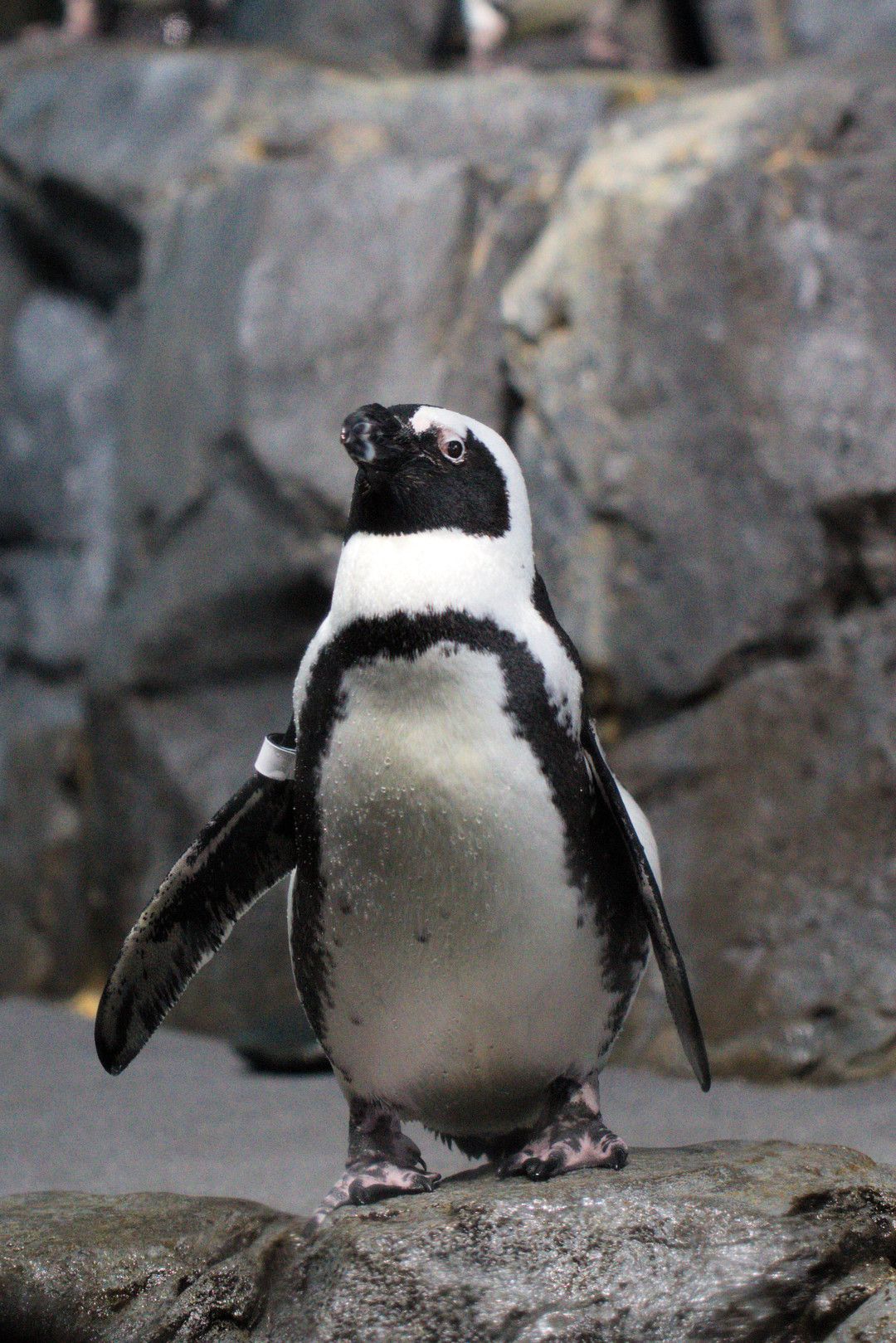 Monterey Bay Aquarium