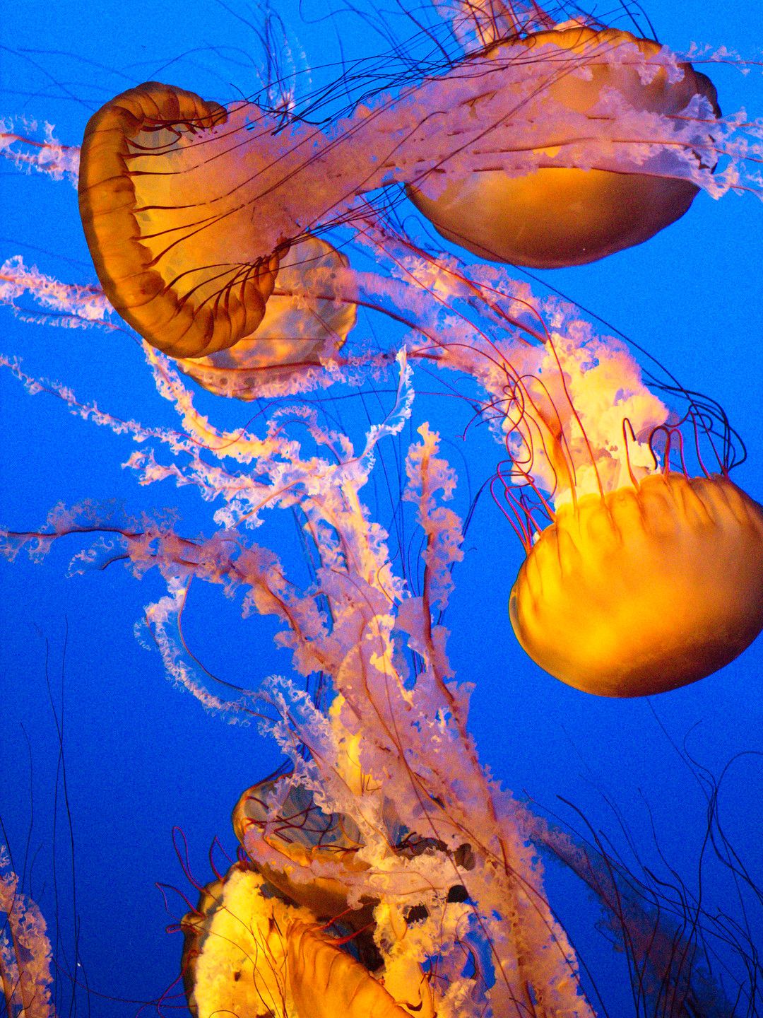 Monterey Bay Aquarium