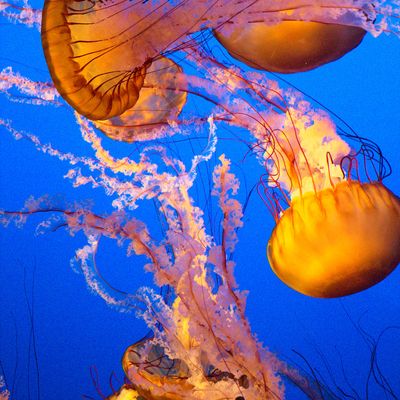 Monterey Bay Aquarium